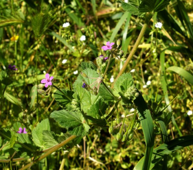 Erodium sp.